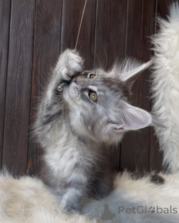 Photo №2 to announcement № 155325 for the sale of maine coon - buy in Iceland private announcement