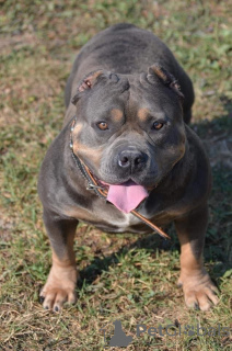 Photo №4. I will sell american bully in the city of Mladenovac. breeder - price - negotiated