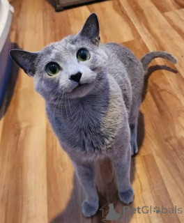 Photo №1. russian blue - for sale in the city of Rijeka crnojevića | negotiated | Announcement № 173571