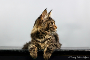 Photo №4. I will sell maine coon in the city of Murmansk. breeder - price - Negotiated