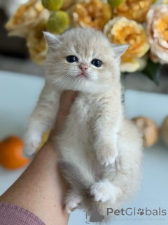 Photo №2 to announcement № 178097 for the sale of british shorthair - buy in Czech Republic breeder