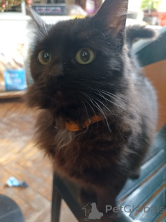 Photo №1. bombay cat - for sale in the city of Tbilisi | 130$ | Announcement № 166408