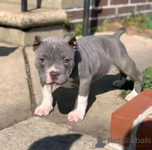 Photo №1. american pit bull terrier - for sale in the city of Berlin | 282$ | Announcement № 137231