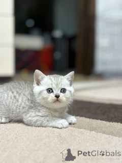 Photo №1. scottish straight - for sale in the city of Minsk | 161$ | Announcement № 163066