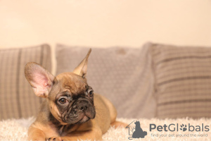 Photo №4. I will sell french bulldog in the city of Füssen. private announcement, from nursery - price - 370$