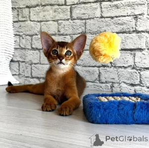 Photo №1. abyssinian cat - for sale in the city of Aalen | 361$ | Announcement № 176675