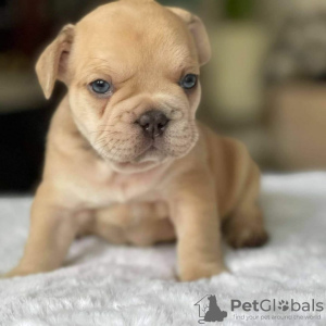 Photo №1. french bulldog - for sale in the city of Southampton | 380$ | Announcement № 125623