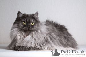 Additional photos: Fluffy beauty cat Delphine.