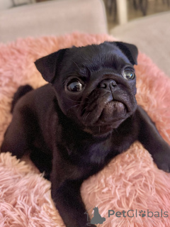 Photo №2 to announcement № 171668 for the sale of pug - buy in Netherlands private announcement