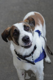 Photo №2 to announcement № 159177 for the sale of non-pedigree dogs - buy in Russian Federation from the shelter