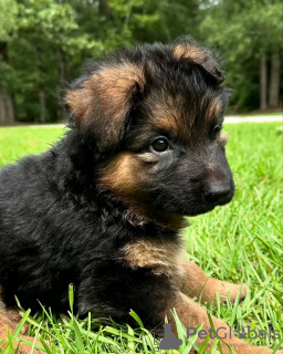 Photo №1. german shepherd - for sale in the city of Quedlinburg | 423$ | Announcement № 118696