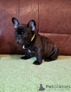 Photo №3. French bulldog puppies. Serbia