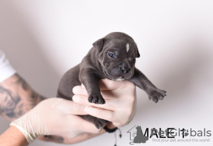 Photo №2 to announcement № 108430 for the sale of american bully - buy in Serbia breeder