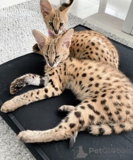 Photo №2 to announcement № 122522 for the sale of savannah cat - buy in France breeder