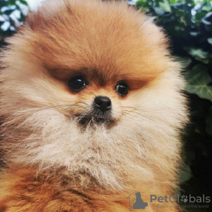 Photo №1. pomeranian - for sale in the city of Werbass | negotiated | Announcement № 73752