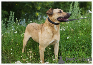 Additional photos: A dog with beautiful eyes is looking for the best owner.