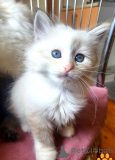 Photo №1. siberian cat - for sale in the city of Chorherrn | 361$ | Announcement № 171173
