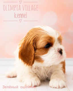 Photo №3. Kennel RKF “Olimpia Village” (Moscow) offers high-pedigree puppies Cavalier King. Russian Federation