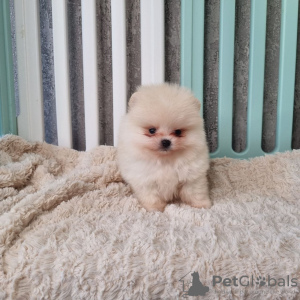 Photo №1. pomeranian - for sale in the city of De Quincy | negotiated | Announcement № 125453