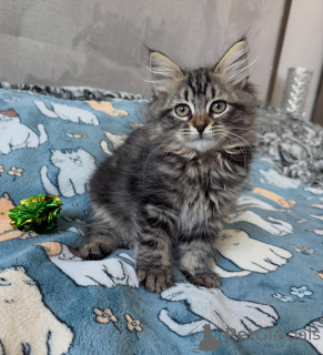 Photo №1. siberian cat - for sale in the city of Kiev | negotiated | Announcement № 169259