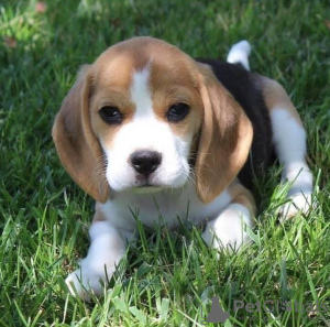 Photo №3. beagle puppies. Germany