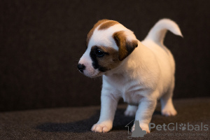 Photo №4. I will sell jack russell terrier in the city of Minsk. from nursery - price - 1000$