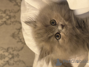 Photo №1. british shorthair - for sale in the city of Tbilisi | 180$ | Announcement № 141885