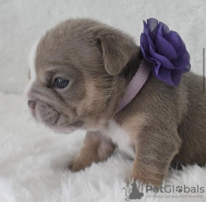 Photo №4. I will sell pug in the city of New York.  - price - 300$