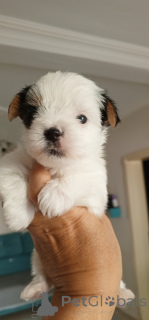 Photo №3. Бивер Принцесса. Turkey