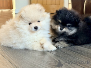 Photo №1. pomeranian - for sale in the city of Fiscari | negotiated | Announcement № 169163