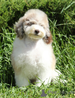 Photo №4. I will sell poodle (dwarf) in the city of Voronezh. from nursery, breeder - price - negotiated