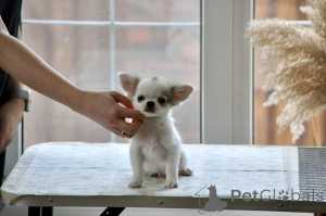 Photo №3. Chihuahua Male Long Soat. Russian Federation