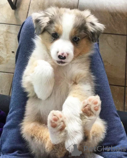 Photo №1. australian shepherd - for sale in the city of Santa Cruz de la Sierra | negotiated | Announcement № 115653