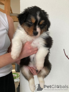 Photo №2 to announcement № 89562 for the sale of australian shepherd - buy in Sweden private announcement