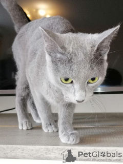 Photo №4. I will sell russian blue in the city of Амстердам. private announcement - price - 1057$