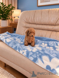 Photo №2 to announcement № 176760 for the sale of poodle (toy) - buy in Serbia 