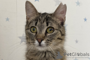 Additional photos: A gentle tabby cat, kitten Shprotya, is looking for a home and a loving family!