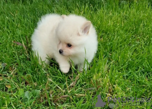 Photo №4. I will sell pomeranian in the city of Dnipro.  - price - 581$
