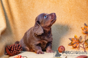 Photo №1. dachshund - for sale in the city of Дрезден | 317$ | Announcement № 123440