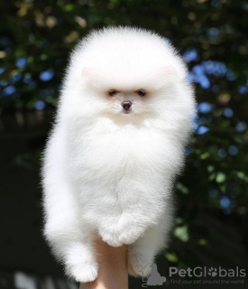 Photo №4. I will sell pomeranian in the city of Гальштат. private announcement - price - 380$