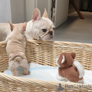 Photo №2 to announcement № 36204 for the sale of french bulldog - buy in United States private announcement