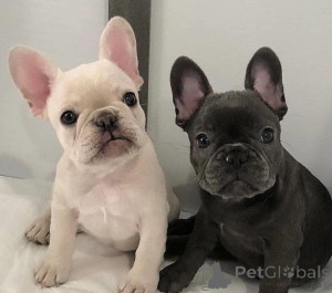 Photo №1. french bulldog - for sale in the city of Linz | negotiated | Announcement № 166909
