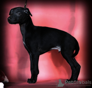Photo №1. italian greyhound - for sale in the city of Volgograd | negotiated | Announcement № 8717