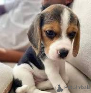 Photo №1. beagle - for sale in the city of Lisbon | 723$ | Announcement № 165949