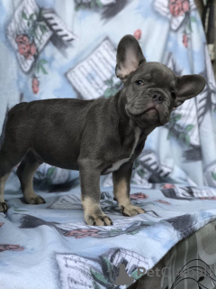 Photo №2 to announcement № 12805 for the sale of french bulldog - buy in Poland private announcement