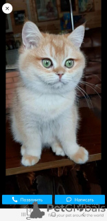 Photo №2 to announcement № 50290 for the sale of british shorthair - buy in Russian Federation from nursery