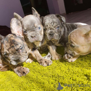 Photo №1. french bulldog - for sale in the city of Barcelona | negotiated | Announcement № 166206