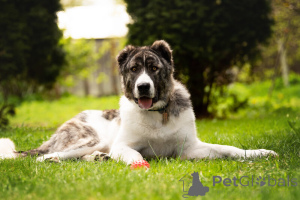 Photo №2 to announcement № 120166 for the sale of non-pedigree dogs - buy in Russian Federation private announcement