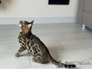 Photo №1. bengal cat - for sale in the city of Florida | negotiated | Announcement № 125549