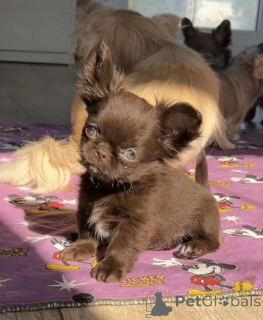 Photo №2 to announcement № 159375 for the sale of chihuahua - buy in Germany breeder